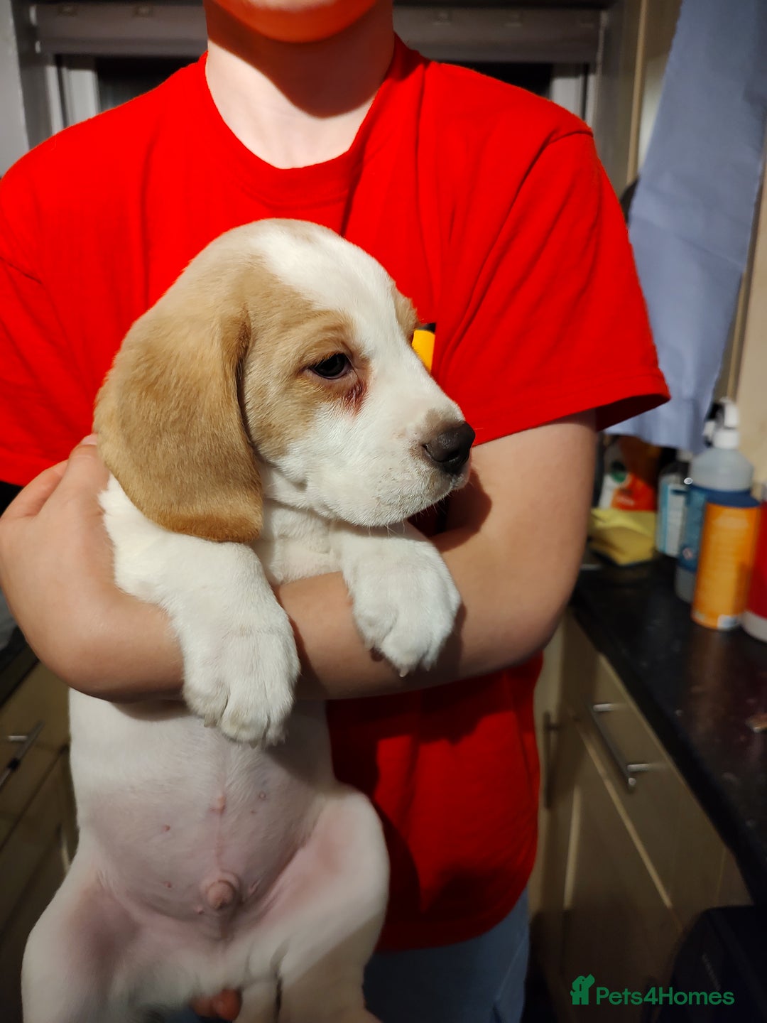 Beagle dogs for sale: Beagle puppy's  - Advert 4