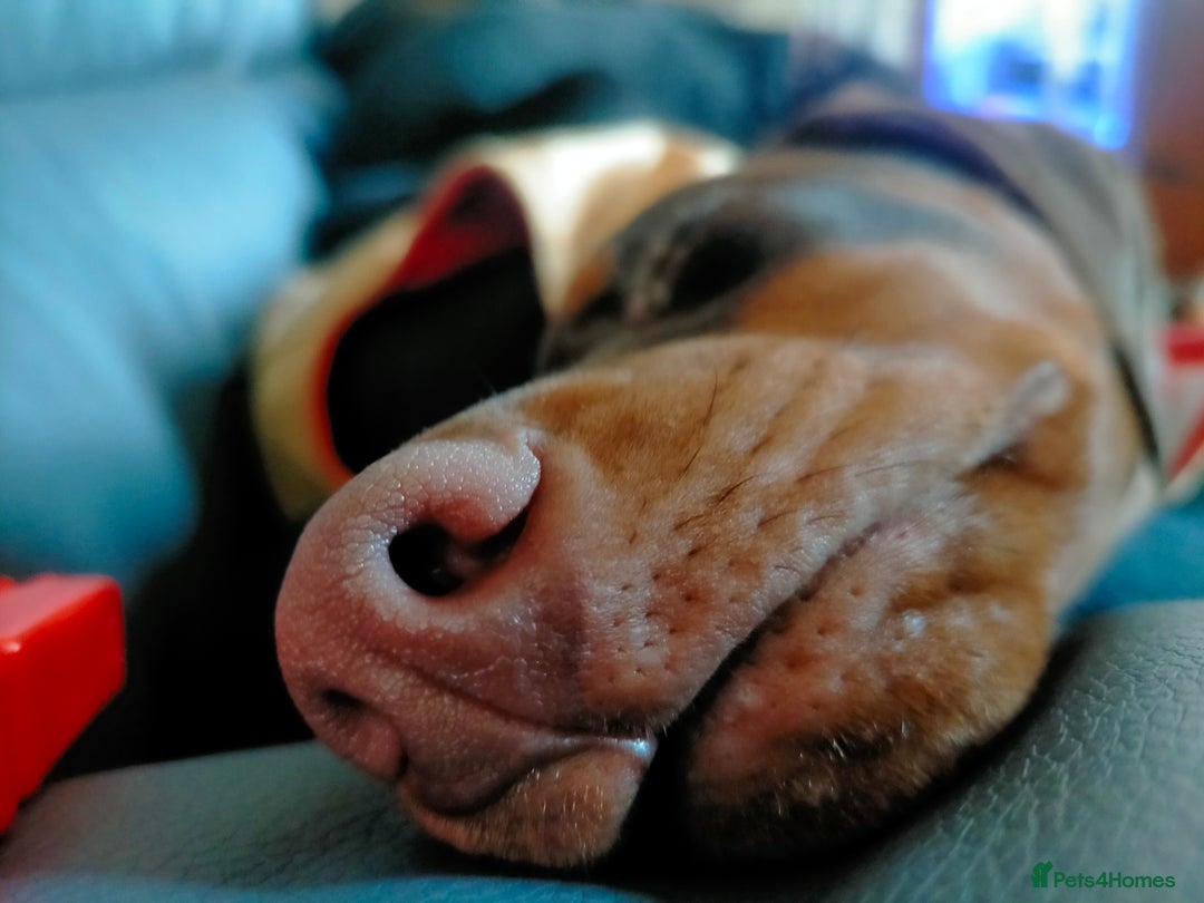 Dobermann dogs for sale: Dobermann puppies - Advert 34