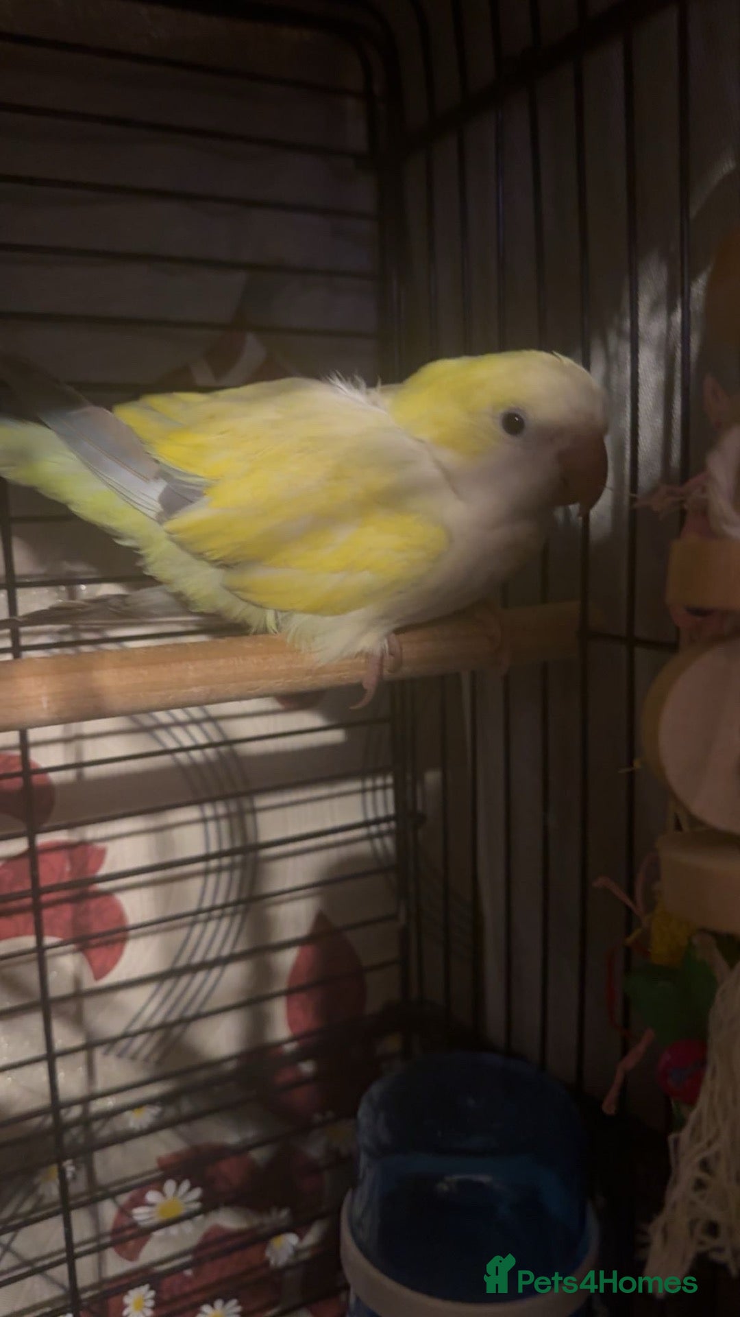 Budgerigars birds Hand tamed/harness trained baby Quaker  - Advert 18