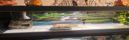 Python Snake reptiles for sale: PYTHON & 4ft VIV & ACCESSORIES  - Advert 7