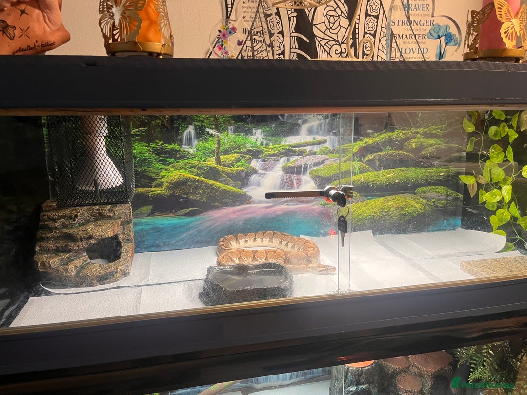 Python Snake reptiles for sale: PYTHON & 4ft VIV & ACCESSORIES  - Advert 7