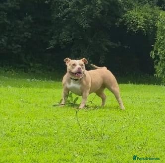 American Bully dogs Pocket bully bitch - Advert 7