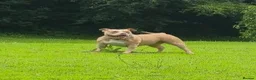 American Bully dogs for sale: Pocket bully bitch - Advert 1