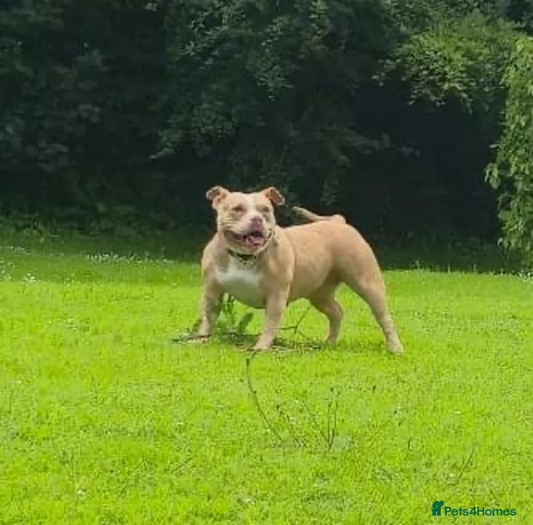 American Bully dogs for sale: Pocket bully bitch - Advert 1