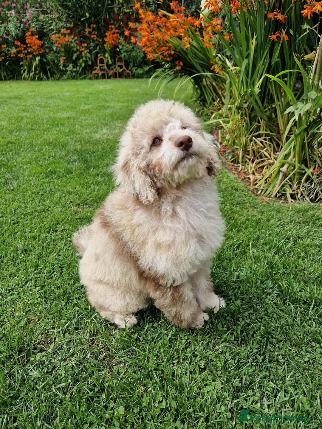 Cockapoo dogs for sale: Cockerpoo girl 11weeks old  - Image 20