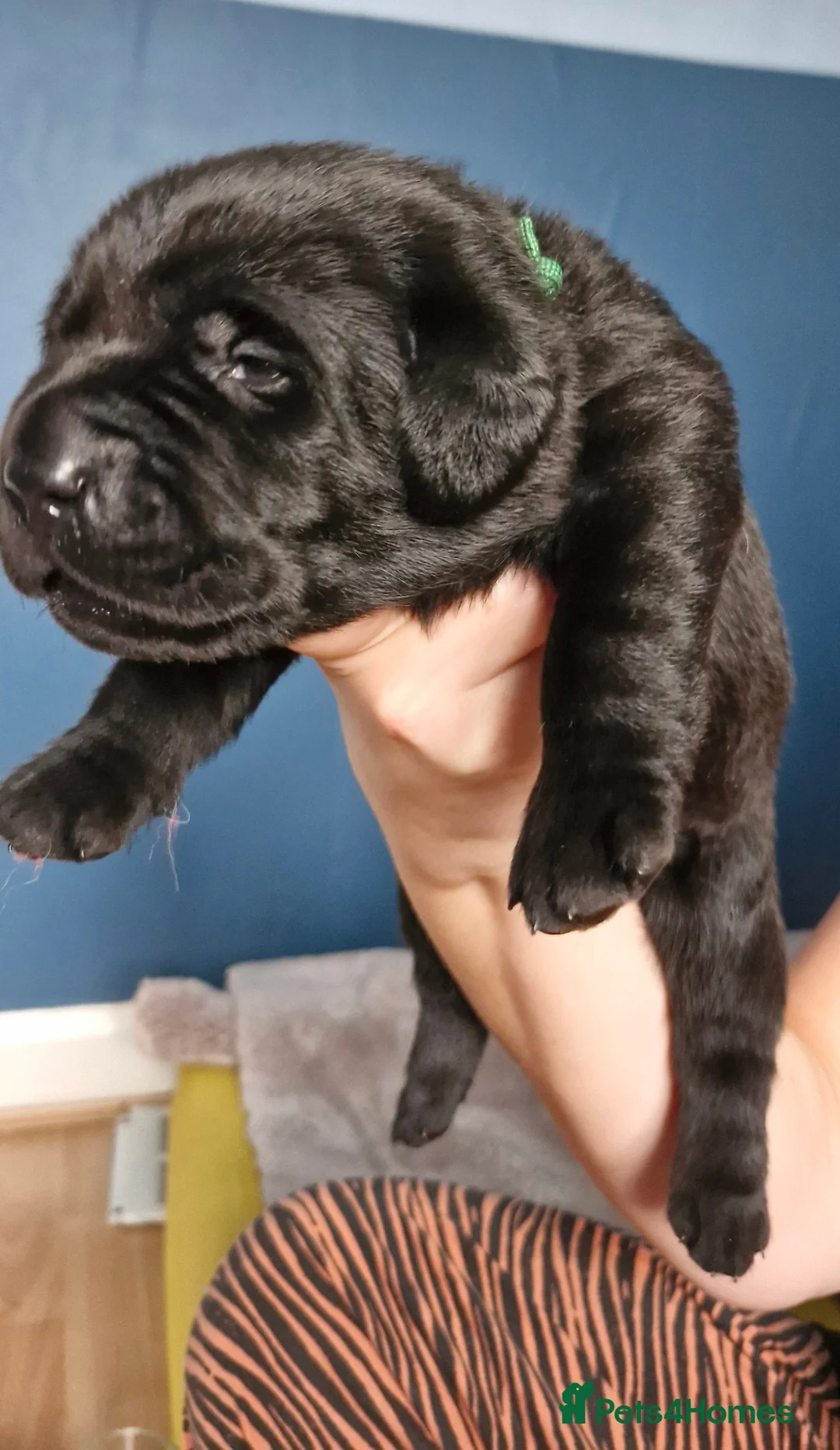 Labrador Retriever dogs for sale: 5 Beautiful labrador puppies  - Advert 2