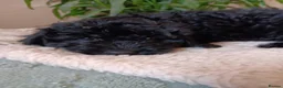 Cavapoo dogs for sale: GORGEOUS CAVAPOO PUPPIES  - Advert 6