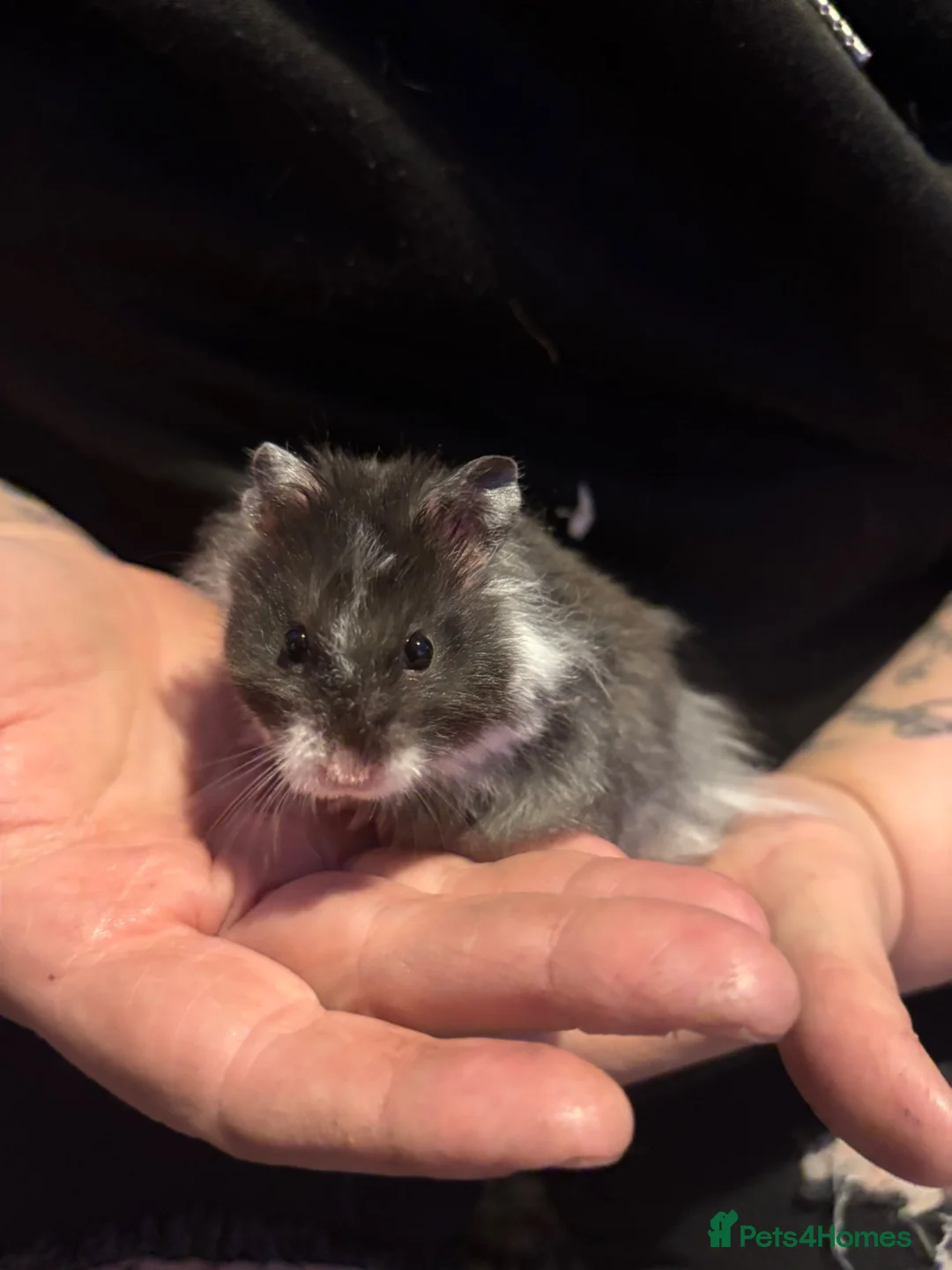Hamster rodents for sale: Male Syrian hamsters  - Advert 9