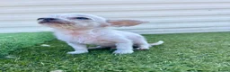 Chihuahua dogs for sale: Last boy left - Advert 11