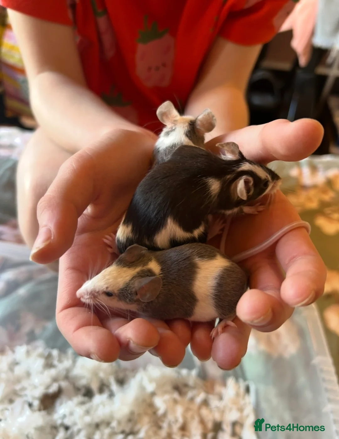 Mouse rodents for sale: 3 friendly female fancy mice - Advert 1