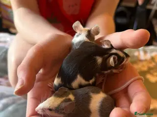 Mouse rodents 3 friendly female fancy mice - Advert 1