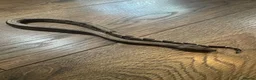Boa Snake reptiles for sale: Sterling / super fire boa morph  in Bromley - Advert 3