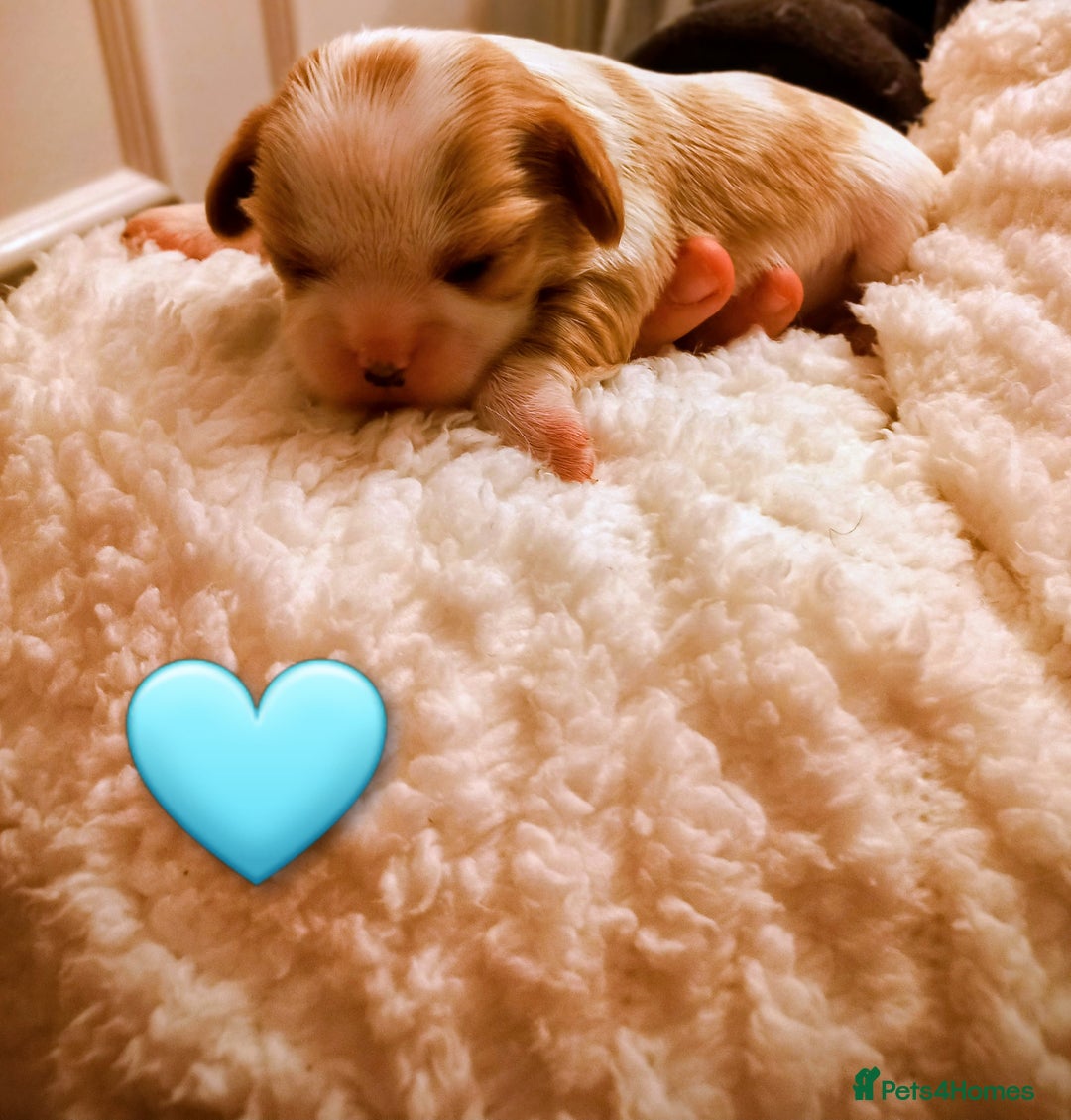 Cavalier King Charles Spaniel dogs for sale: STUNNING CAVALIER KING CHARLES SPANIEL PUPPIES *** - Advert 12