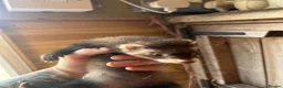Ferret rodents for sale: Micro eu ferrets at 4 girls left 6 boys  - Advert 11