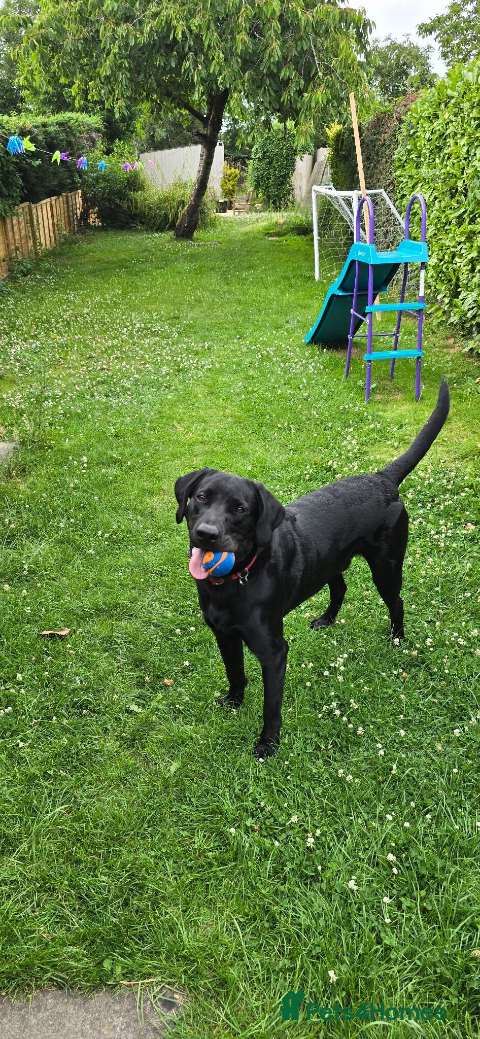 Labrador Retriever dogs Black Labrador Retriever for rehoming  - Advert 1