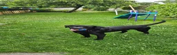 Labrador Retriever dogs for sale: Black Labrador Retriever for rehoming  - Advert 1