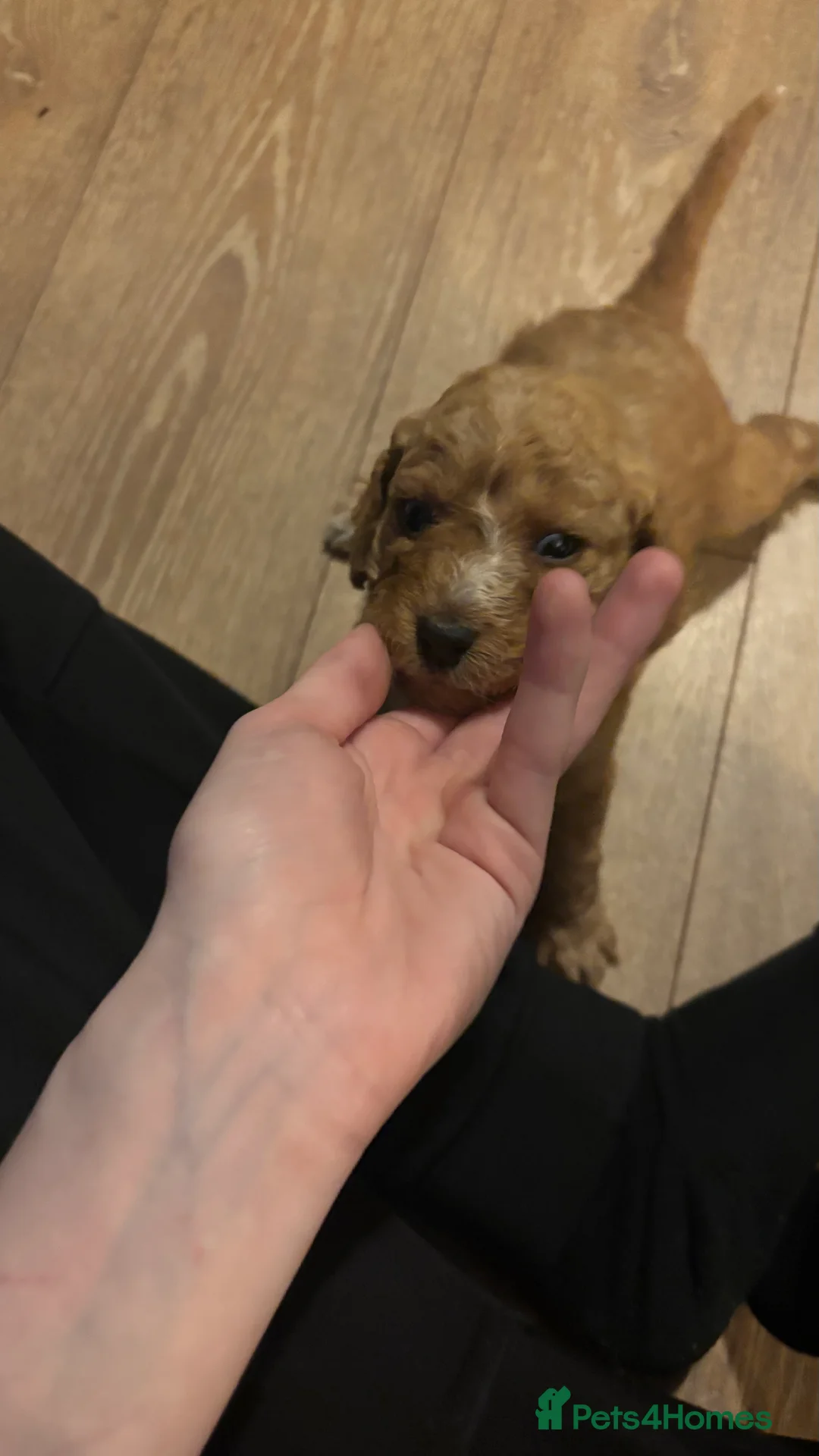 Mixed Breed dogs for sale: gorgeous cockacavapoochon for sale, !!LAST ONE!! - Advert 14