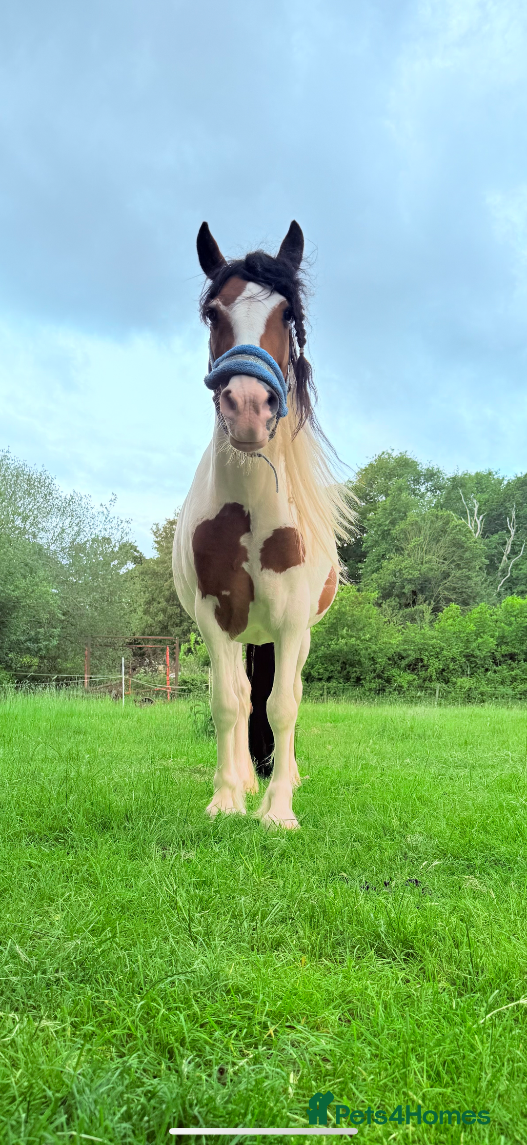 Trotter horses for sale: Cob x Trotter Gelding - Image 1