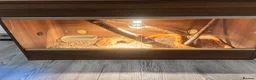 Corn Snake reptiles for sale: Corn snake  in Norwich - Advert 2