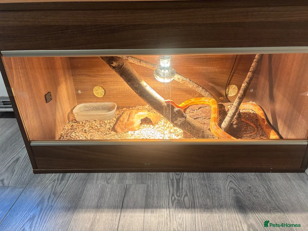 Corn Snake reptiles for sale: Corn snake  in Norwich - Advert 2