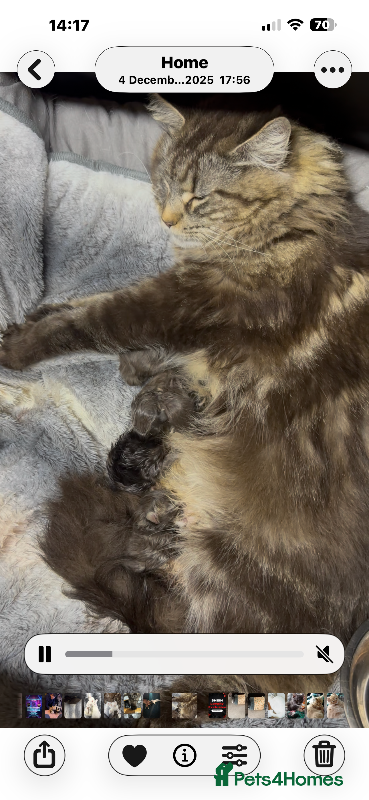 Maine Coon cats Mainecoons  - Advert 1