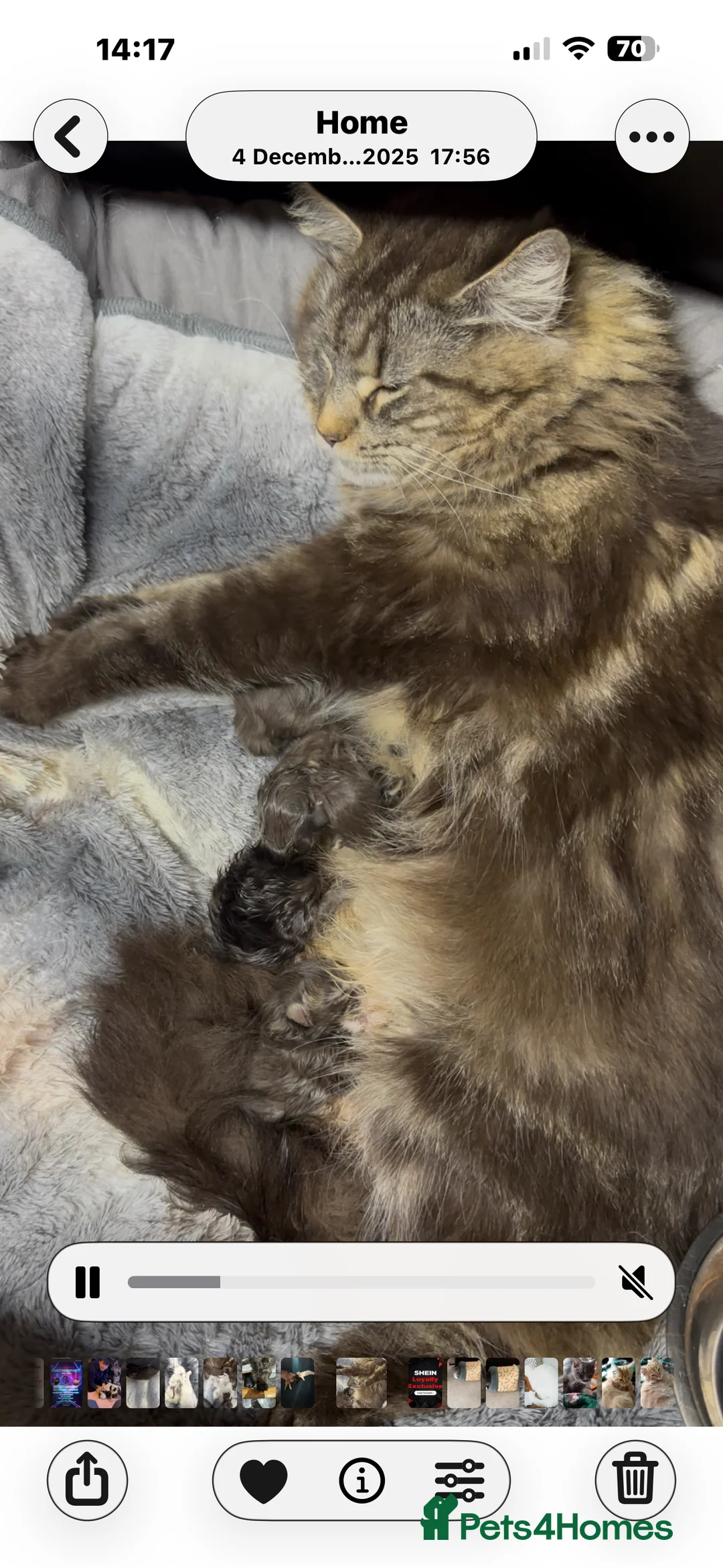 Maine Coon cats for sale: Mainecoons  - Advert 1