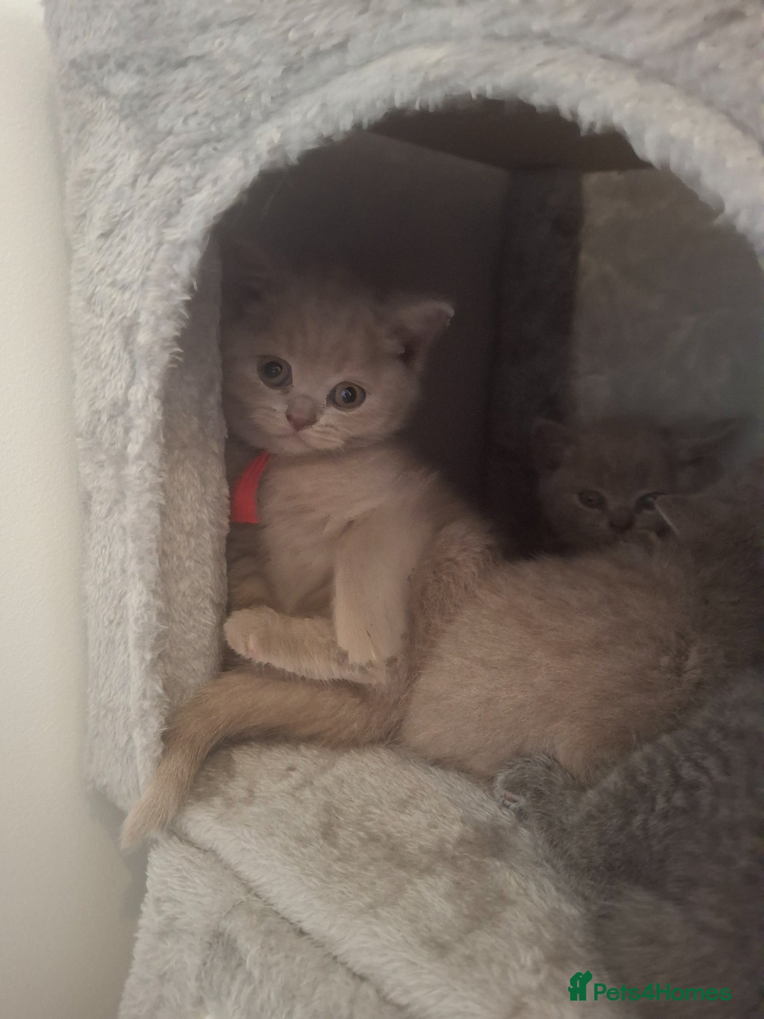 British Shorthair cats Gorgeous BSH lilac available - Advert 2