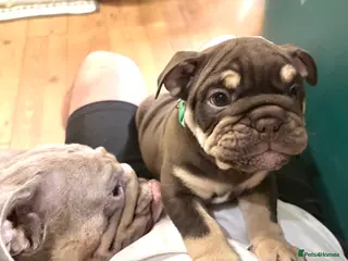 English Bulldog dogs 🏆 Elite KC English Bulldog Puppies – Swansea 🏆 - Advert 9