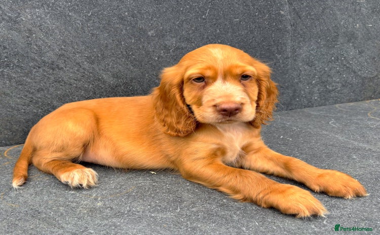 Cocker Spaniel dogs - Advert 12