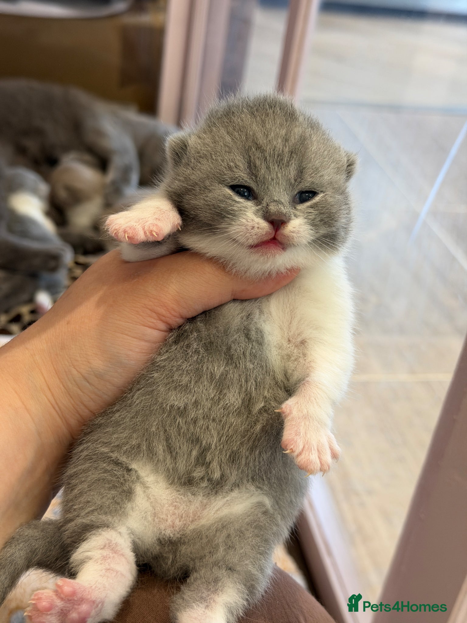 British Shorthair cats 💜 Chunky British Shorthair Kittens 💙  - Advert 1