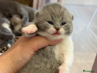 British Shorthair cats 💜 Chunky British Shorthair Kittens 💙 - Advert 3