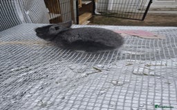 Lionhead rabbits for sale: Lionhead  - Image 2