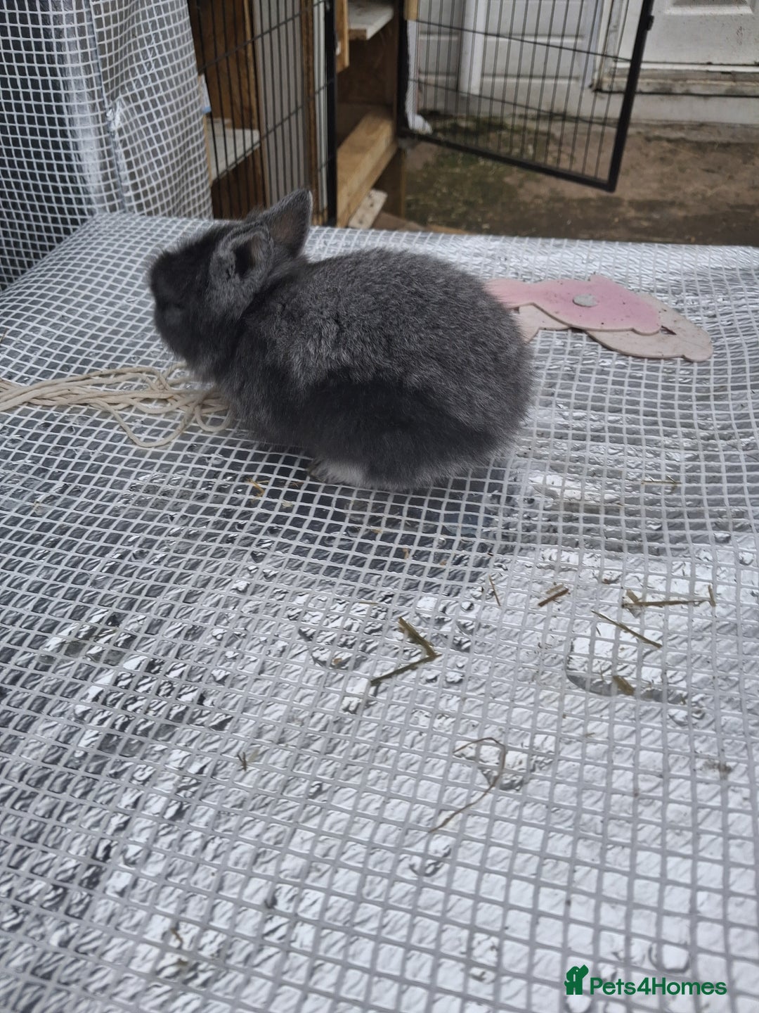 Lionhead rabbits for sale: Lionhead  - Image 2