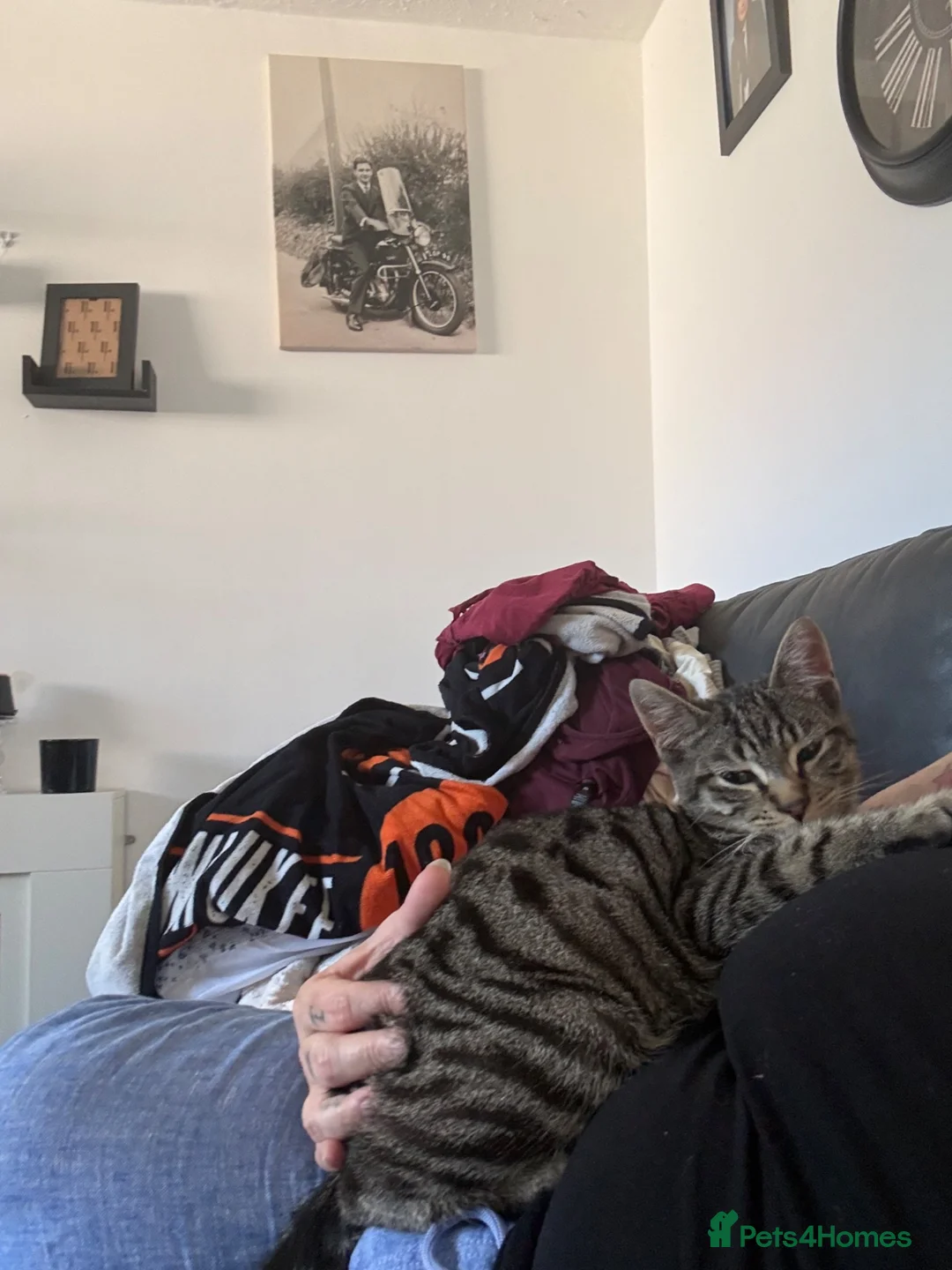 British Shorthair cats for sale: 7 month old boy  - Advert 1