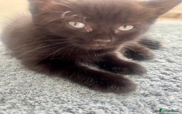 Ragdoll cats for sale: Beautiful affectionate friendly ragdoll x tuxedo - Image 8