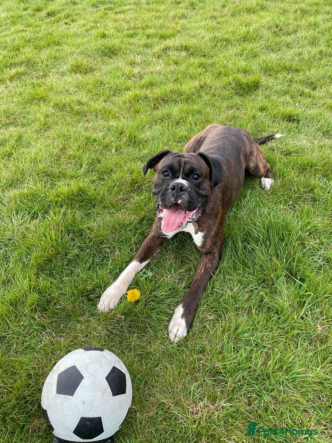 Boxer dogs for stud: Beautiful Dark Brindle Boxer|KC reg| Heart scored - Image 2