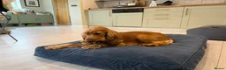 Cocker Spaniel dogs for sale: Golden Show Cocker Spaniel - Male - 18 months - Advert 7
