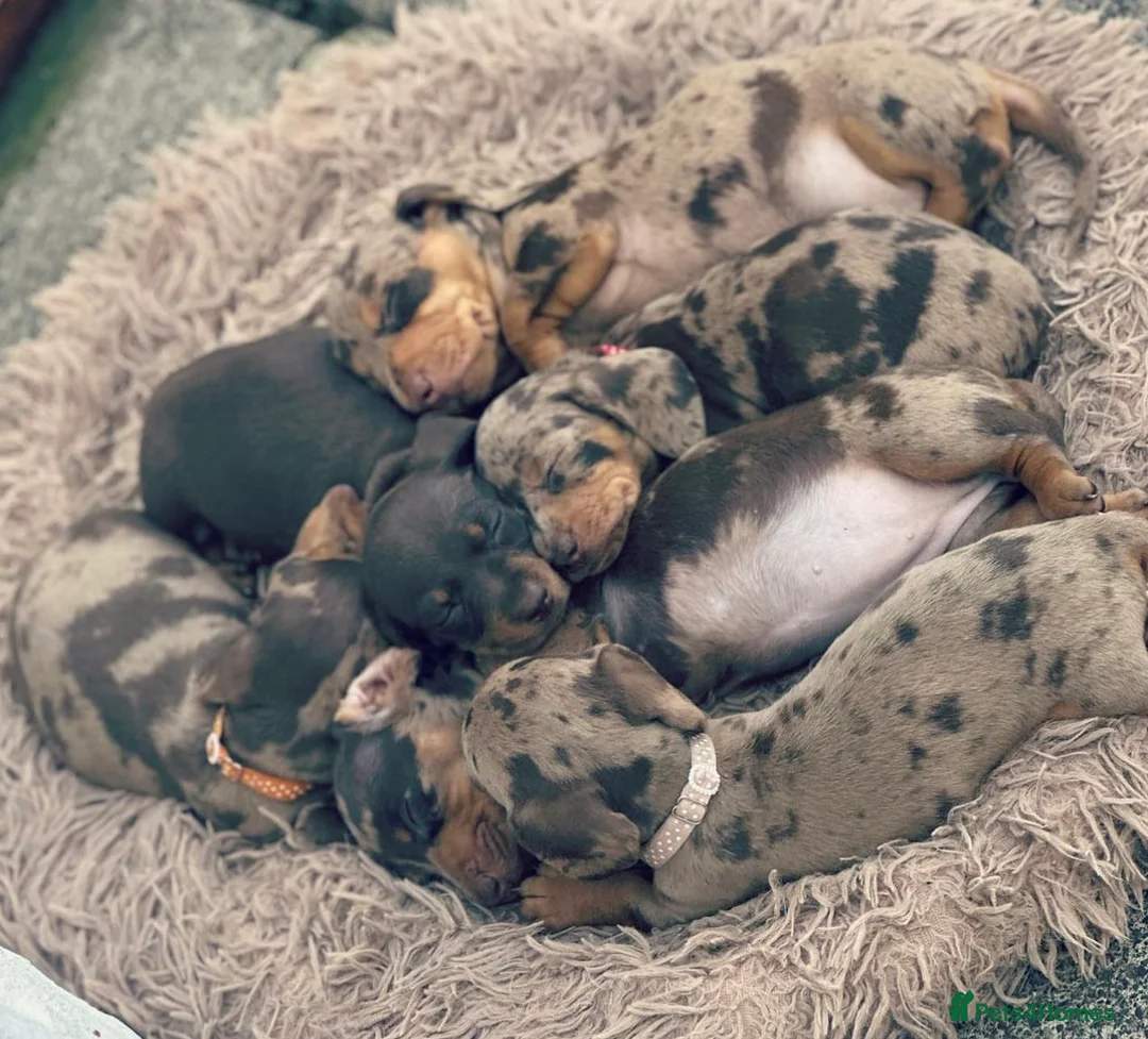 Miniature Dachshund dogs for stud: SLICE - Super Chocolate Dapple Miniature Stud in Dalry - Advert 13