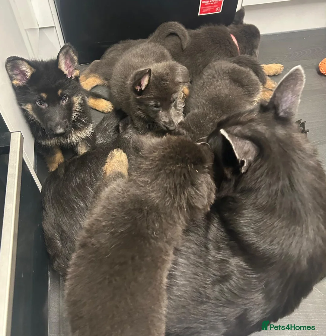 German Shepherd dogs for sale: Rare Blue German Shepherd Puppies Blue,Grey & Gold - Advert 1