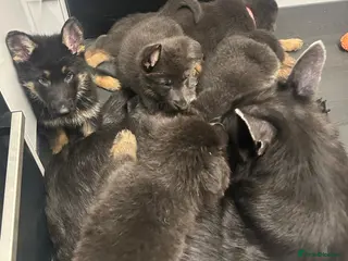 German Shepherd dogs Rare Blue German Shepherd Puppies Blue,Grey & Gold - Advert 1