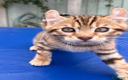 Keetso cats for sale: Rare curled eared rosetted keetso male  - Advert 21