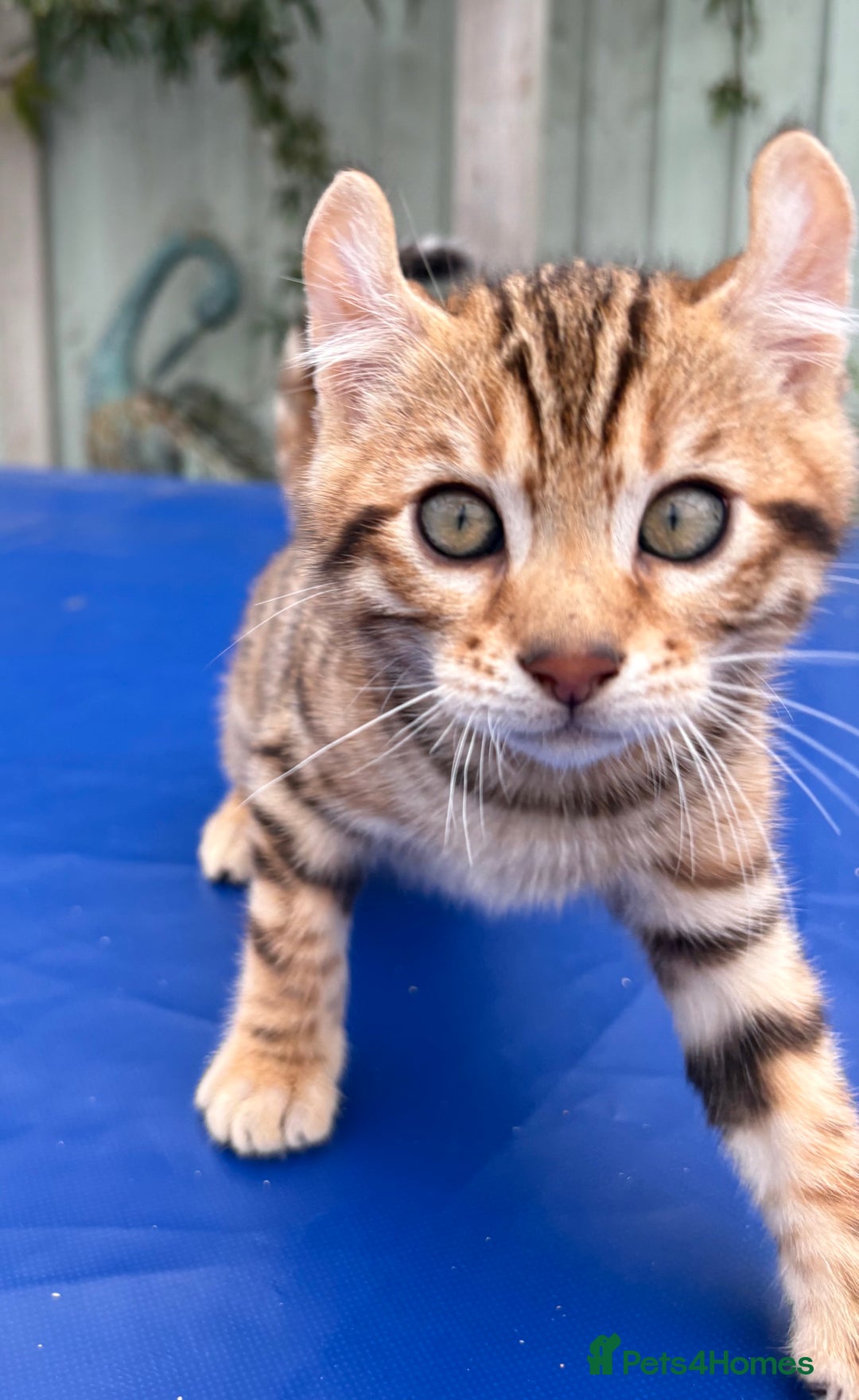 Keetso cats for sale: Rare curled eared rosetted keetso male  - Advert 21