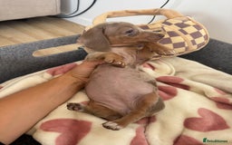Miniature Dachshund dogs for sale: Miniature dachshunds for sale  - Image 4