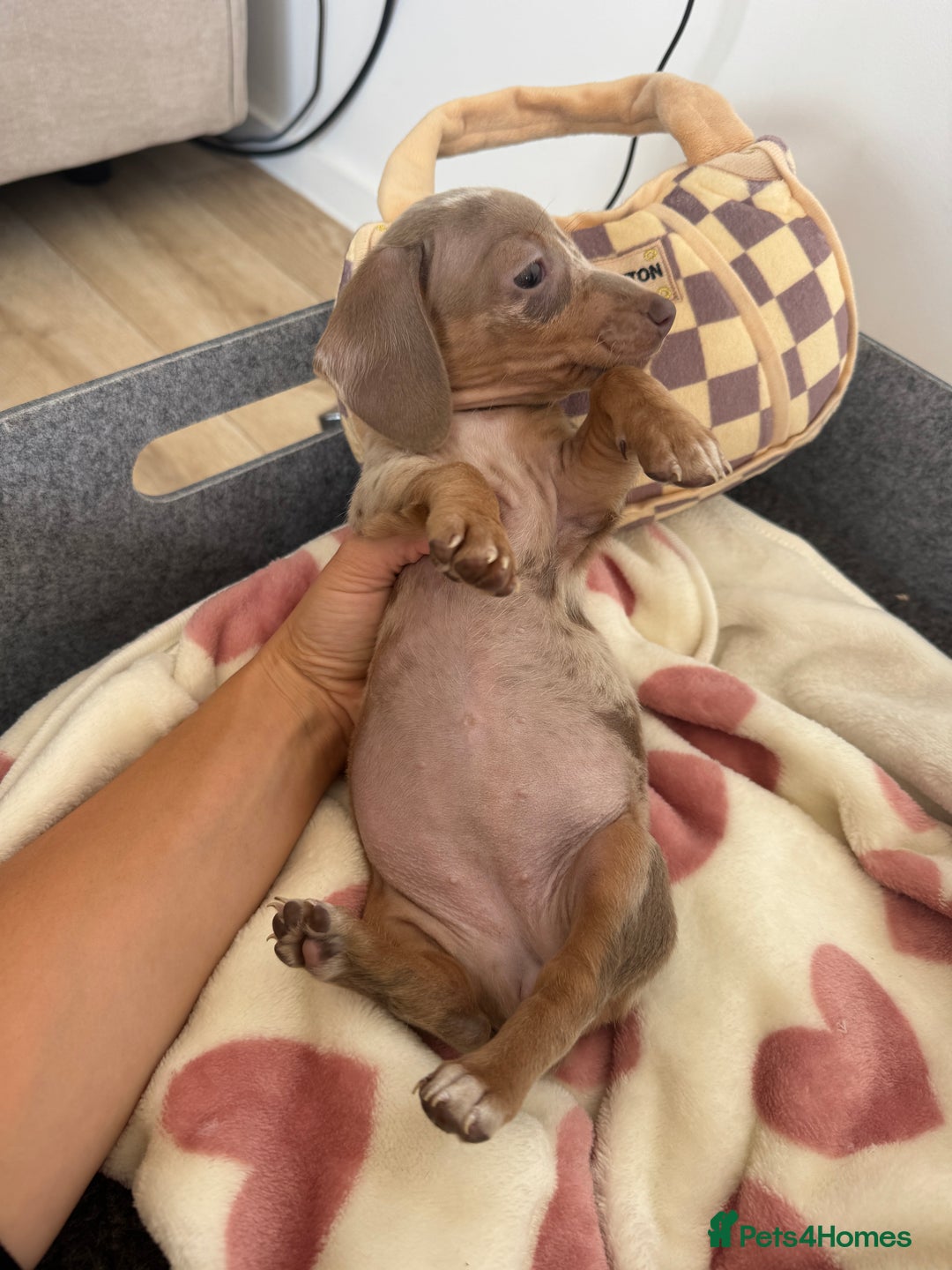 Miniature Dachshund dogs for sale: Miniature dachshunds for sale  - Image 4
