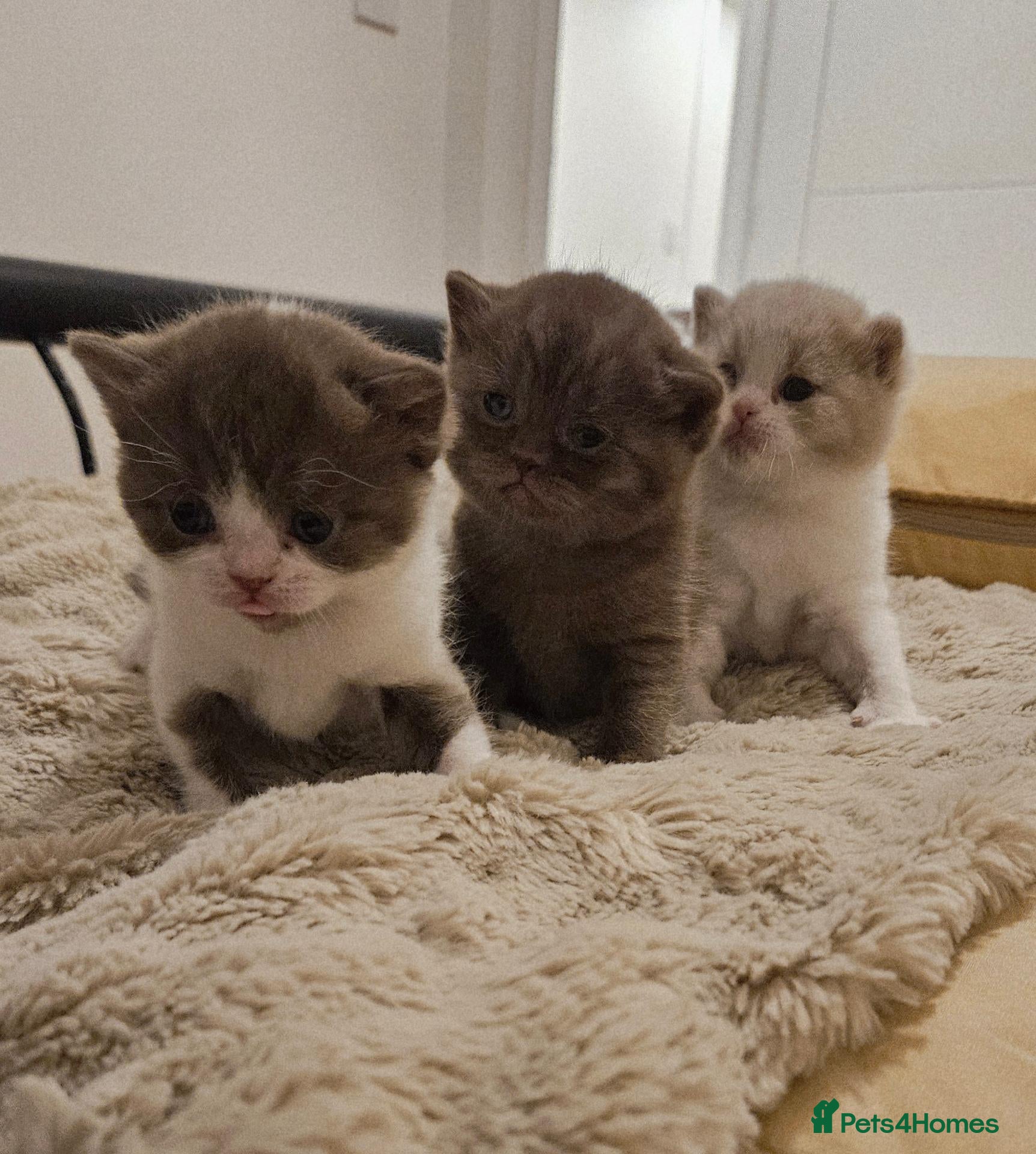 British Shorthair cats for sale: Beautiful British Shorthair Kittens - Advert 1