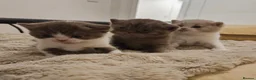 British Shorthair cats for sale: Beautiful British Shorthair Kittens in Crowborough - Advert 1