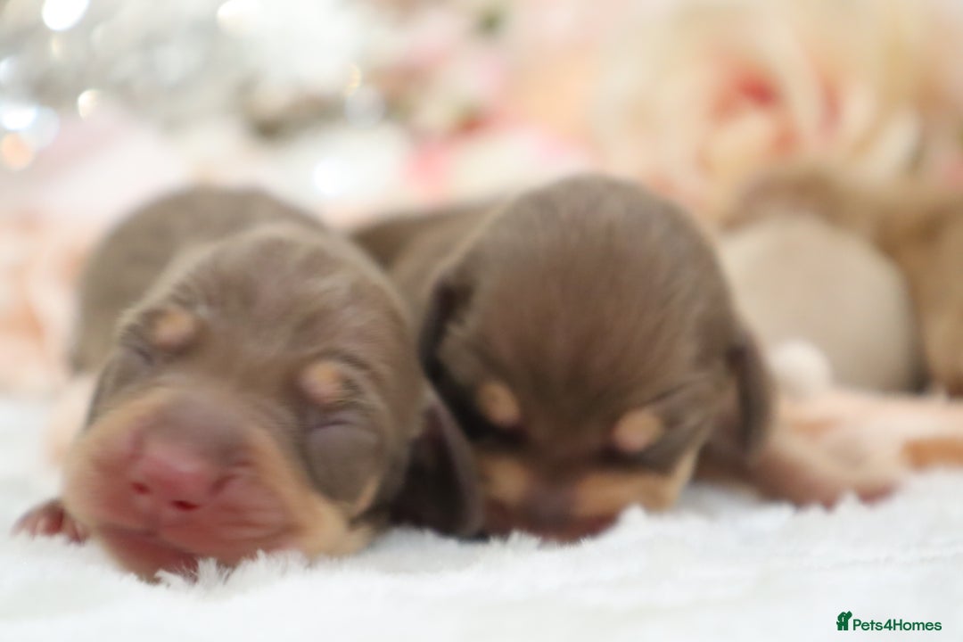 Miniature Dachshund dogs for sale: KC Miniature Dachshund Puppies - Image 9