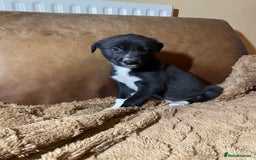 Lurcher dogs for sale: 4 stunning Lurcher colie pups - Advert 8