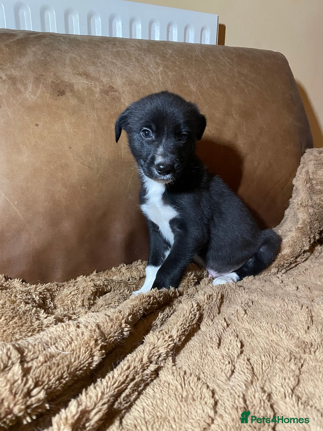 Lurcher dogs for sale: 4 stunning Lurcher colie pups - Advert 8