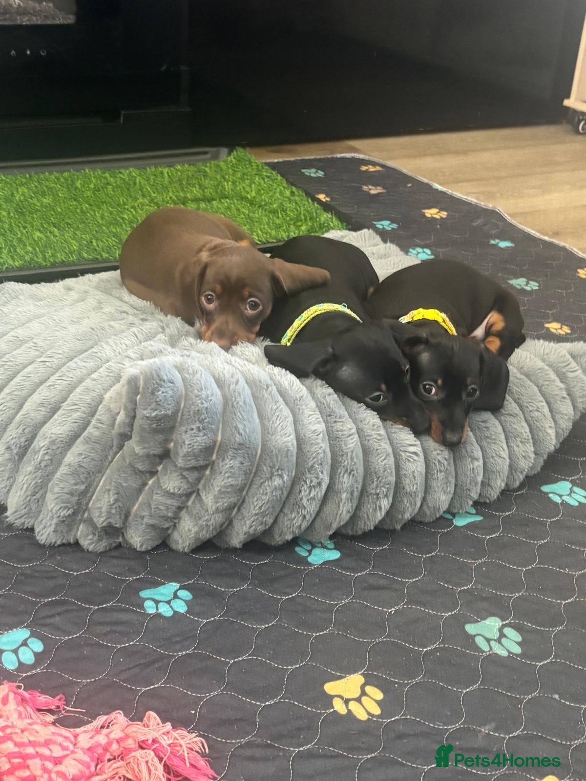Dachshund dogs 🐾🐶Adorable Puppies- Each with unique traits!!🤎 - Advert 19